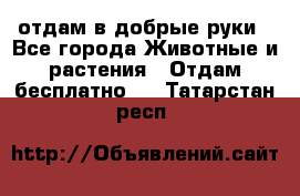 отдам в добрые руки - Все города Животные и растения » Отдам бесплатно   . Татарстан респ.